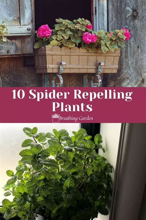 Plants that repel spiders. Things To Know About Plants that repel spiders. 